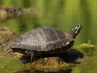 Reptielen [Reptilia]